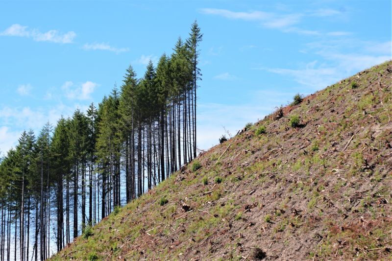 Cost of Landscape Grading — Cost of Landscape Grading