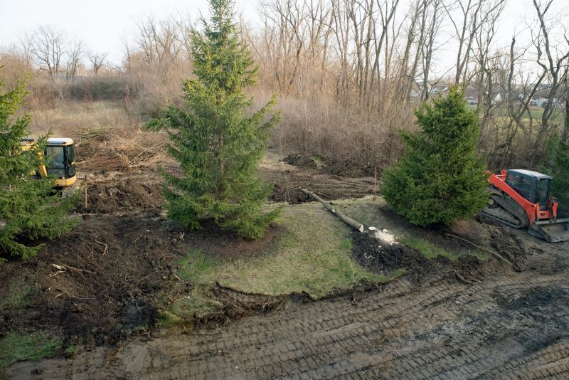 Undergrowth Removal in Houston, TX